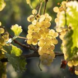 "L'ONU du vin" table sur des volumes de production en dessous de 250 millions d'hectolitres pour 2024 (image symbolique). KEYSTONE/ALESSANDRO DELLA VALLE